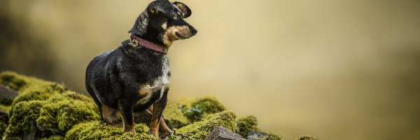 Pies, Omszałe, Kundelek, Mech, Kamienie