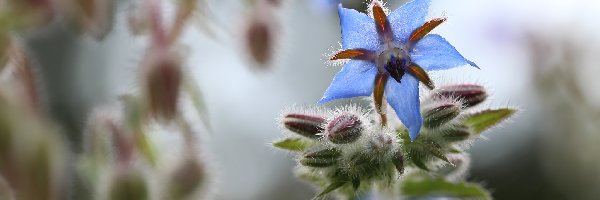 Kwiatek, Niebieski, Ogórecznik