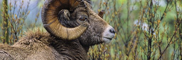 Muflon