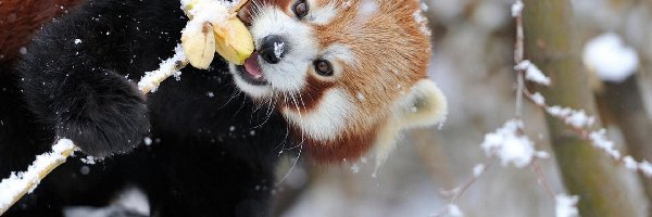 Czerwona, Jabłka, Panda, Pandka ruda, Śnieg