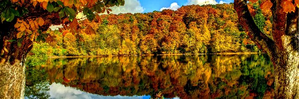 Las, Drzewa, Jezioro, Jesienny