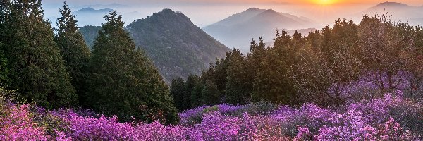 Korea Południowa, Góra Cheonjusan, Drzewa, Góry, Kwiaty, Mgła, Wschód słońca