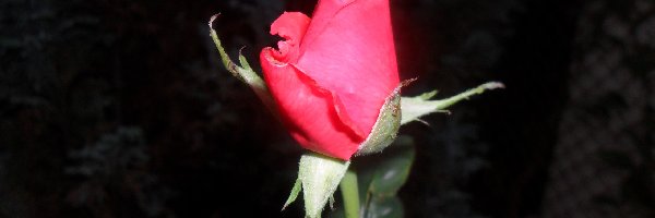 Róża, Rozkwitająca