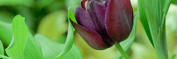 Bordowy, Rozmyte tło, Tulipan, Kwiat
