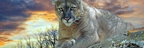 Chmury, Kot, Puma