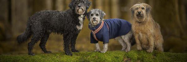 Trzy, Kundelki, Psy, Mech, Drzewo