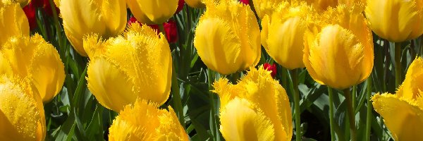 Żółte, Tulipany strzępiaste