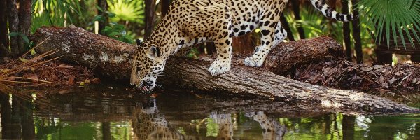 Woda, Kłoda, Jaguar