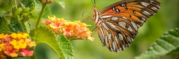 Kwiaty, Perłowiec malinowiec, Motyl