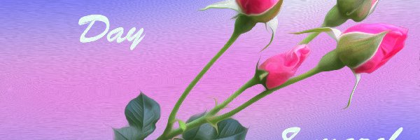 Dzień Kobiet, Róże