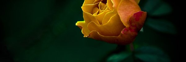 Róża, Żółta