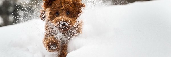 Pies, Biegnący, Śnieg