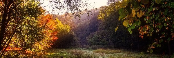 Polana, Liście, Trawa, Jesień, Drzewa
