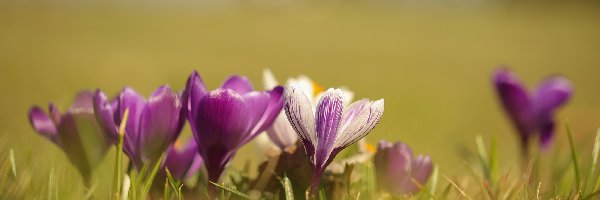 Biało-fioletowe, Kwiaty, Krokusy, Fioletowe
