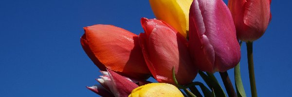 Tulipany, Niebo, Bukiet, Kolorowe