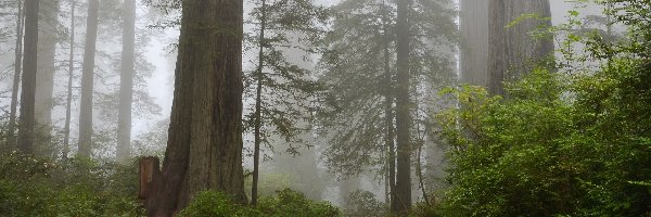 Mgła, Stan Kalifornia, Sekwoje, Drzewa, Park Narodowy Redwood, Droga, Ławka, Stany Zjednoczone