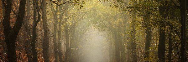 Las, Jesień, Drzewa, Mgła, Droga