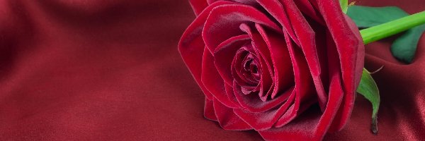 Róża, Rozkwinięta, Czerwona
