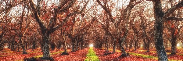 Jesień, Orzech włoski, Dolina Kalifornijska, Kalifornia, Stany Zjednoczone, Liście, Ścieżka, Porterville, Drzewa