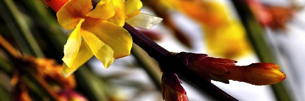 Kwiat, Gałązka, Pączki, Żółty