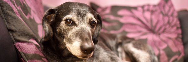 Poduszki, Kanapa, Pies