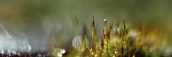 Mchy, Źdźbła, Porosty, Bokeh, Makro