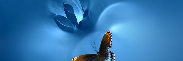 Motyl, Tło, Niebieskie, Kwiat