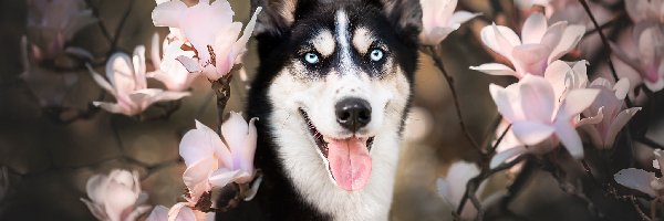 Pies, Mordka, Siberian husky, Magnolie, Kwiaty