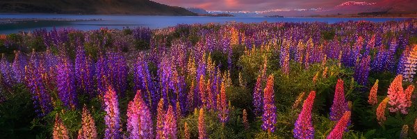 Nowa Zelandia, Kwiaty, Jezioro Tekapo, Góry, Łubin