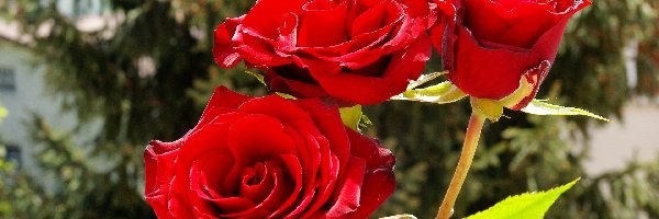Ogród, Róże, Czerwone