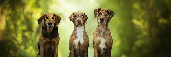 Trzy, Catahoula leopard dog, Psy, Alejka