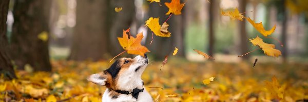 Pies, Las, Welsh Corgi, Jesień, Liście