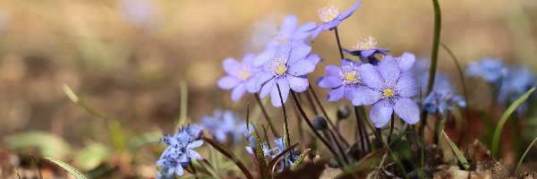 Kwiaty, Przylaszczki pospolite, Niebieskie