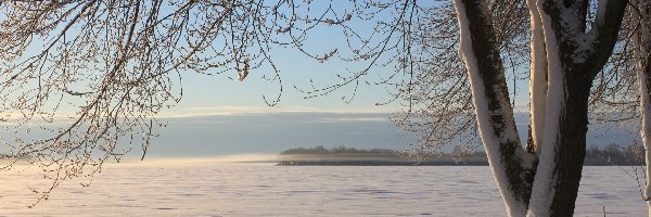 Zima, Jezioro, Drzewo