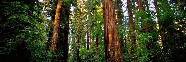 Stany Zjednoczone, Las, Kalifornia, Park Narodowy Redwood, Droga