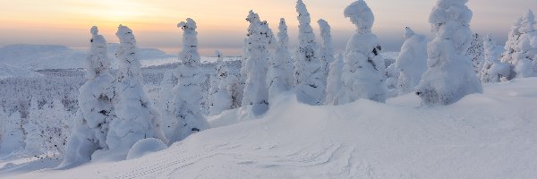 Zima, Zaśnieżone, Śnieg, Wschód słońca, Drzewa