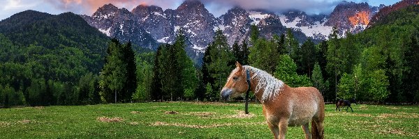 Polana, Konie, Koń, Góry