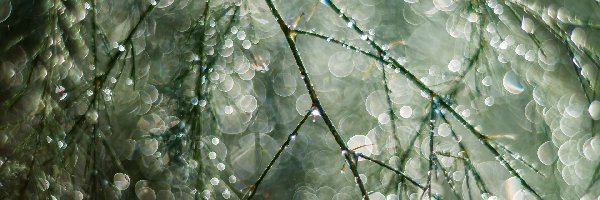 Bokeh, Gałązka