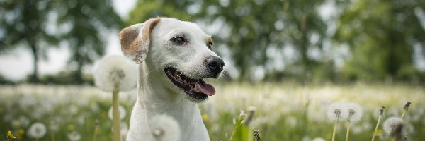 Labrador retriever, Dmuchawce, Lato, Pies