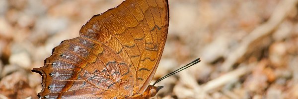 Charaxes affinis, Motyl, Brązowy