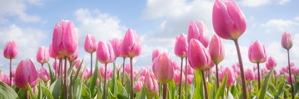 Tulipany, Chmury, Niebo, Różowe