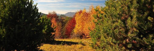 Las, Gama, Drzewa, Jesień, Kolorów