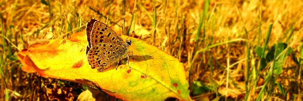 Czerwończyk uroczek, Jesień, Liść, Motyl