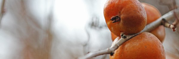Owoce, Żółte, Pigwa