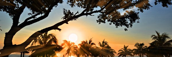 Promienie słońca, Palmy, Plaża, Wschód