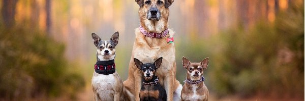 Polana, Psy, Cztery