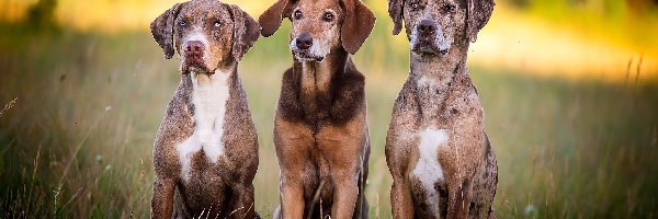 Trzy, Catahoula leopard dog, Psy, Trawa, Kundelek