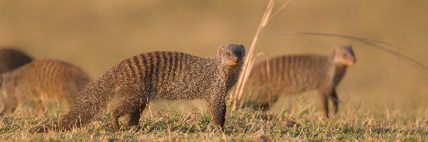 Mangusta pręgowana, Mungo