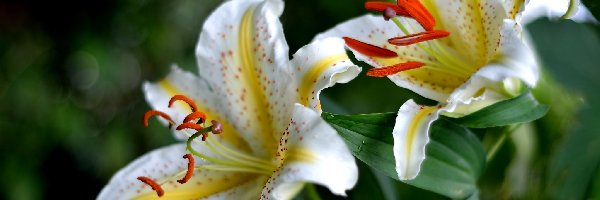 Kwiaty, Białe, Lilie Tygrysie