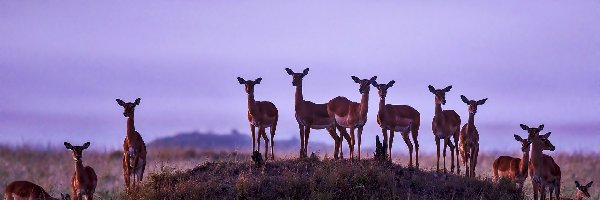 Sawanna, Stado, Świt, Rezerwat Masai Mara, Gazeli